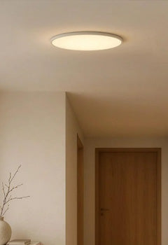 Oyster Lights